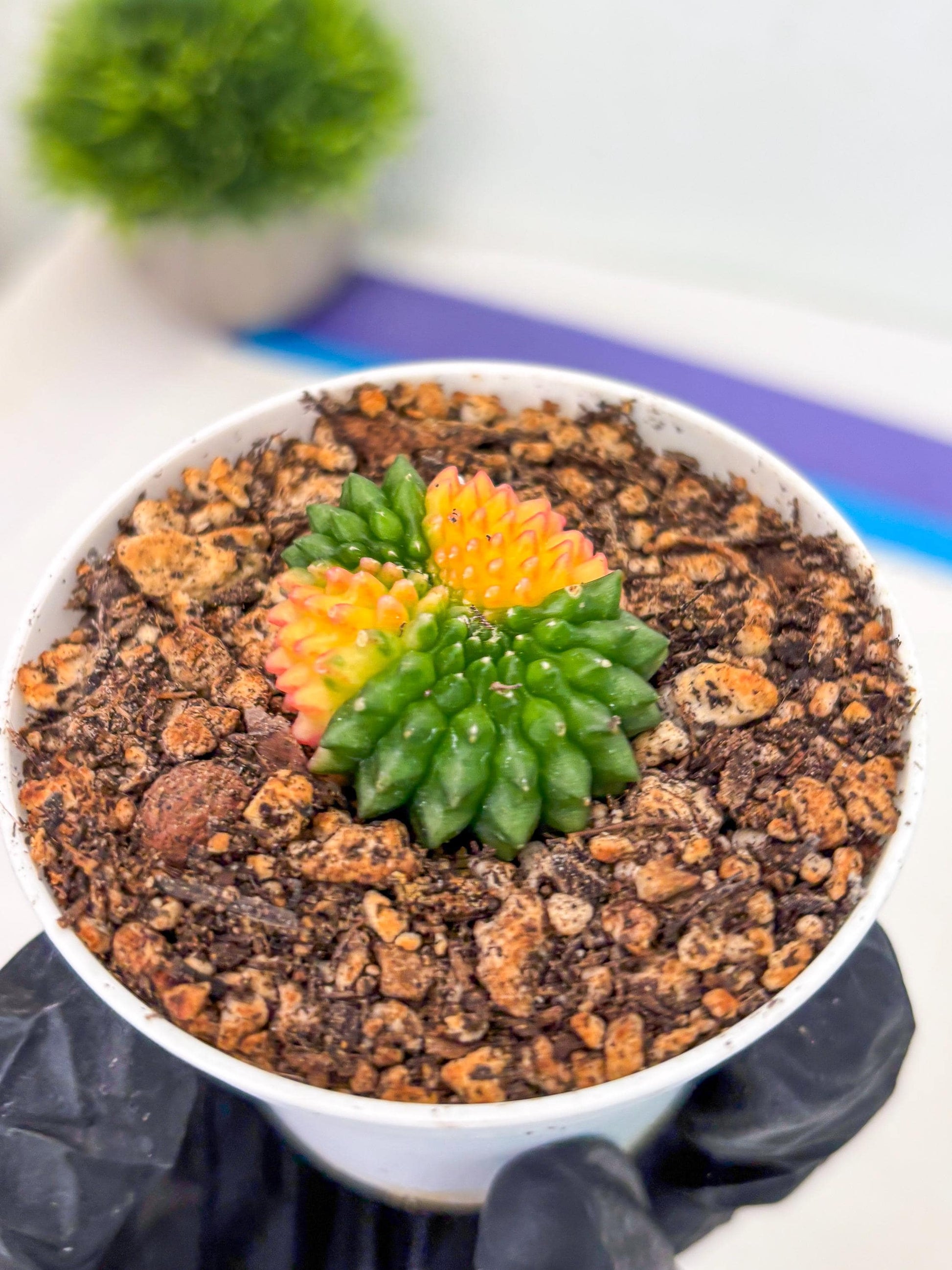 Starter Plants!! Gymnocalycium Inermis Cristata | (gy10) (r5)