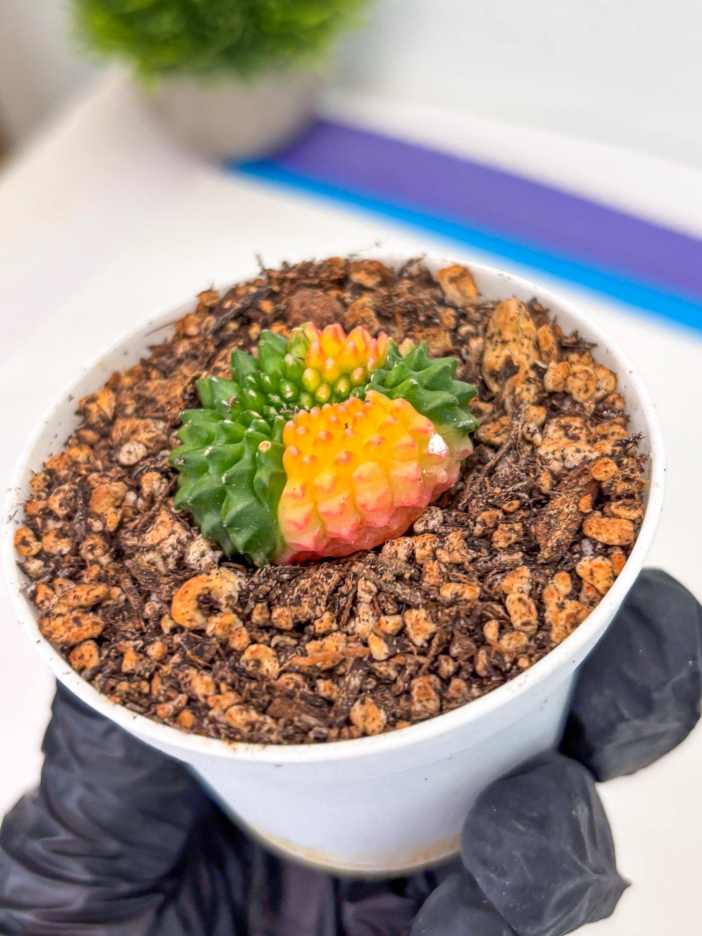 Starter Plants!! Gymnocalycium Inermis Cristata | (gy10) (r5)