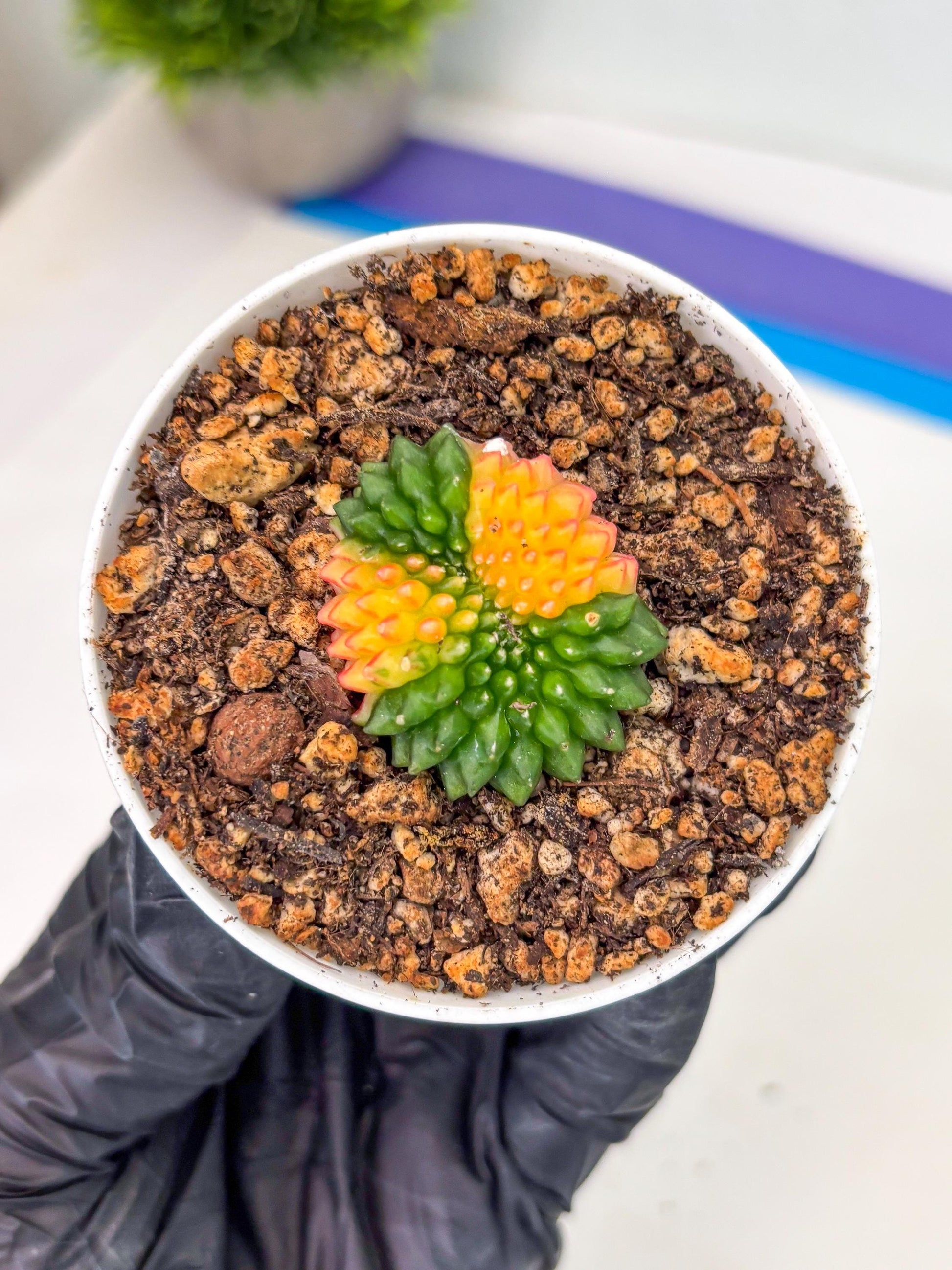 Starter Plants!! Gymnocalycium Inermis Cristata | (gy10) (r5)