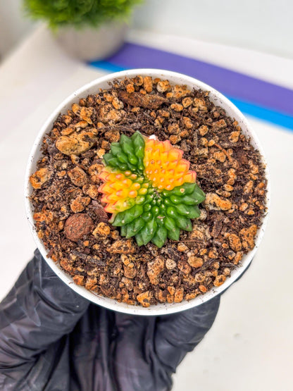 Starter Plants!! Gymnocalycium Inermis Cristata | (gy10) (r5)