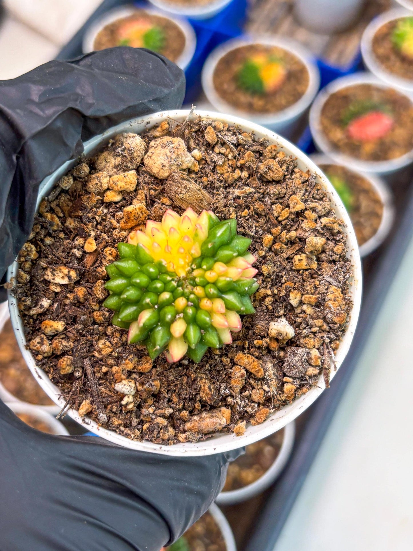 Starter Plants!! Gymnocalycium Inermis Cristata | (gy10) (r6)