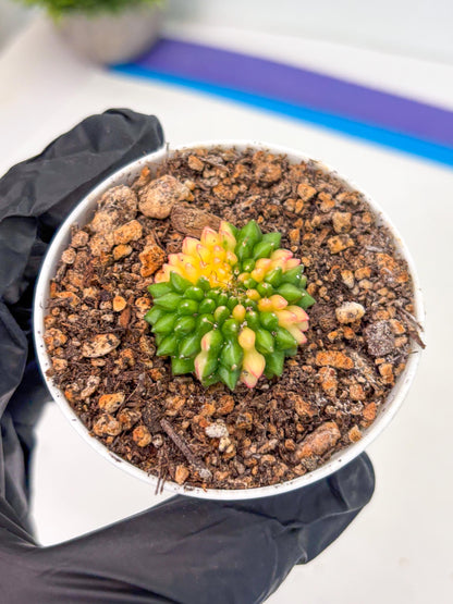 Starter Plants!! Gymnocalycium Inermis Cristata | (gy10) (r6)