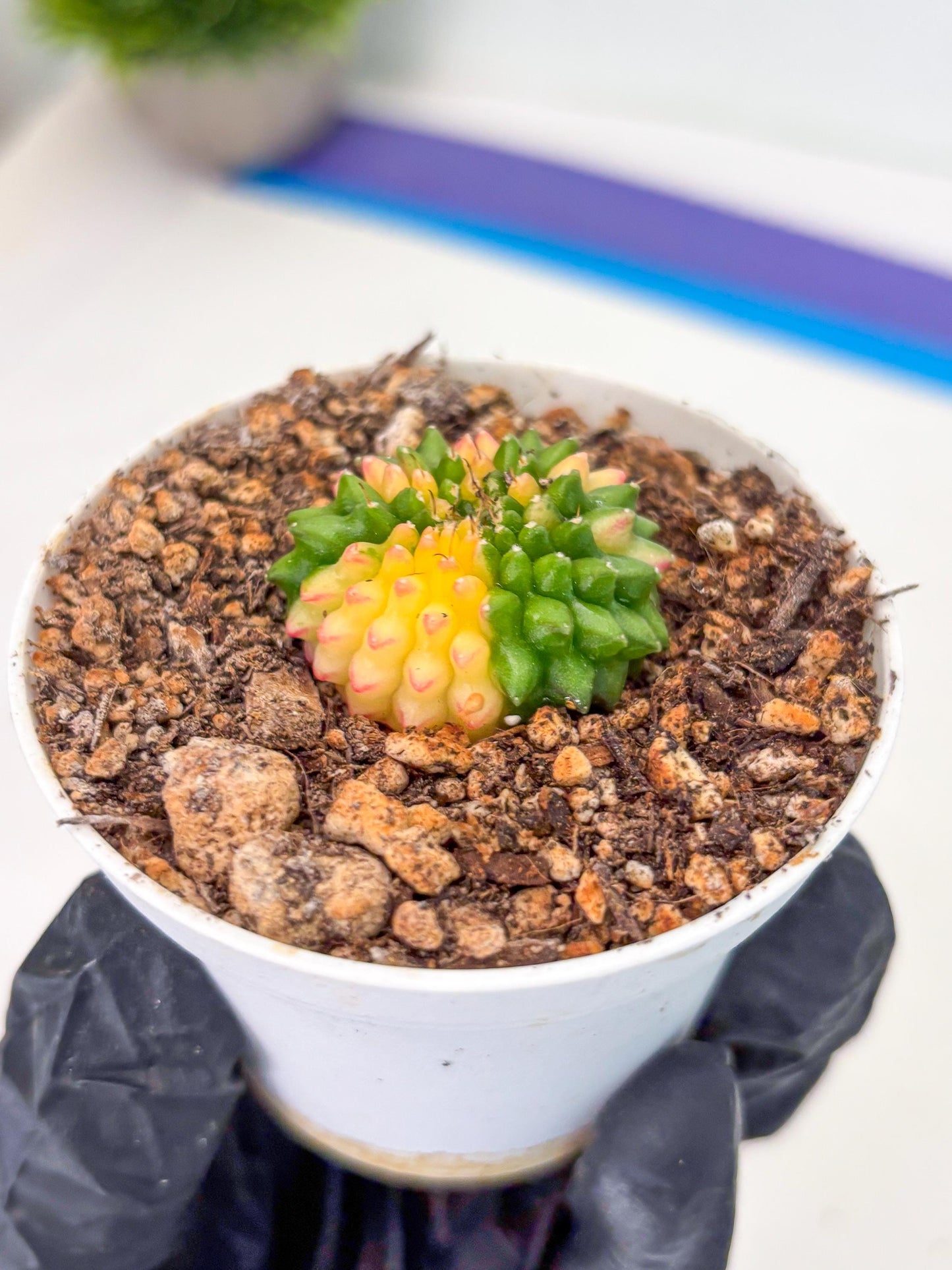 Starter Plants!! Gymnocalycium Inermis Cristata | (gy10) (r6)