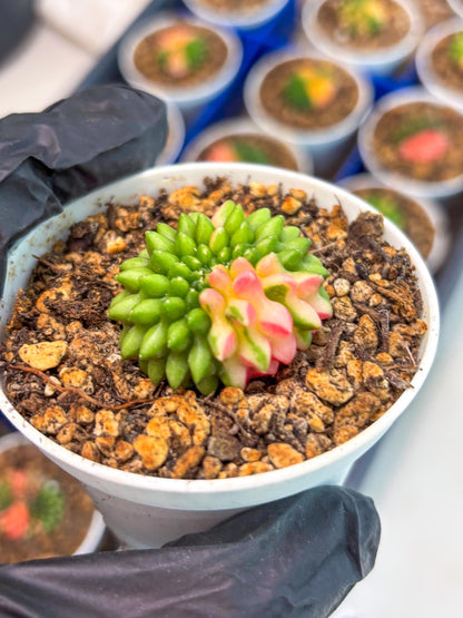 Starter Plants!! Gymnocalycium Inermis Cristata | (gy10) (r7)
