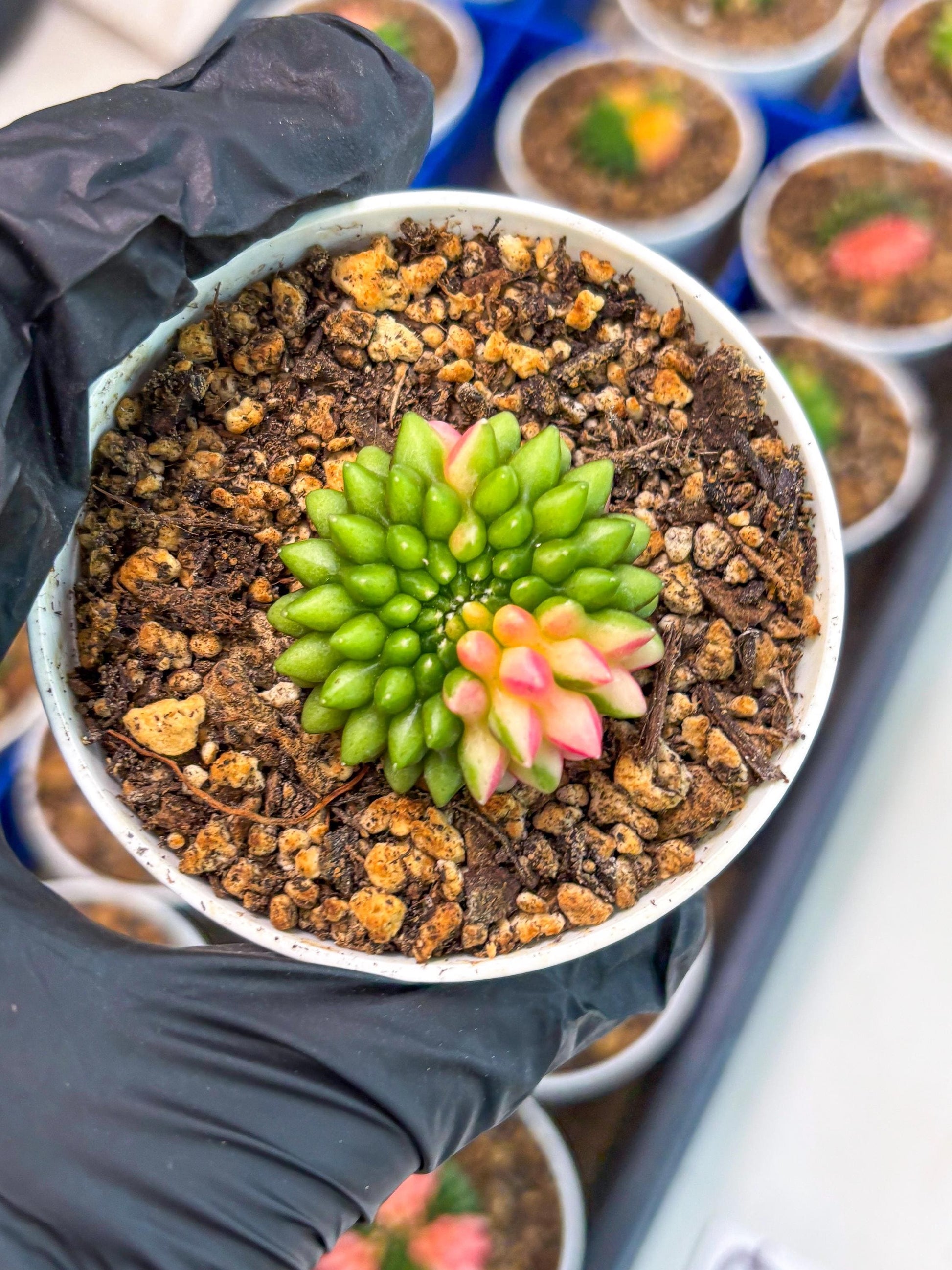 Starter Plants!! Gymnocalycium Inermis Cristata | (gy10) (r7)