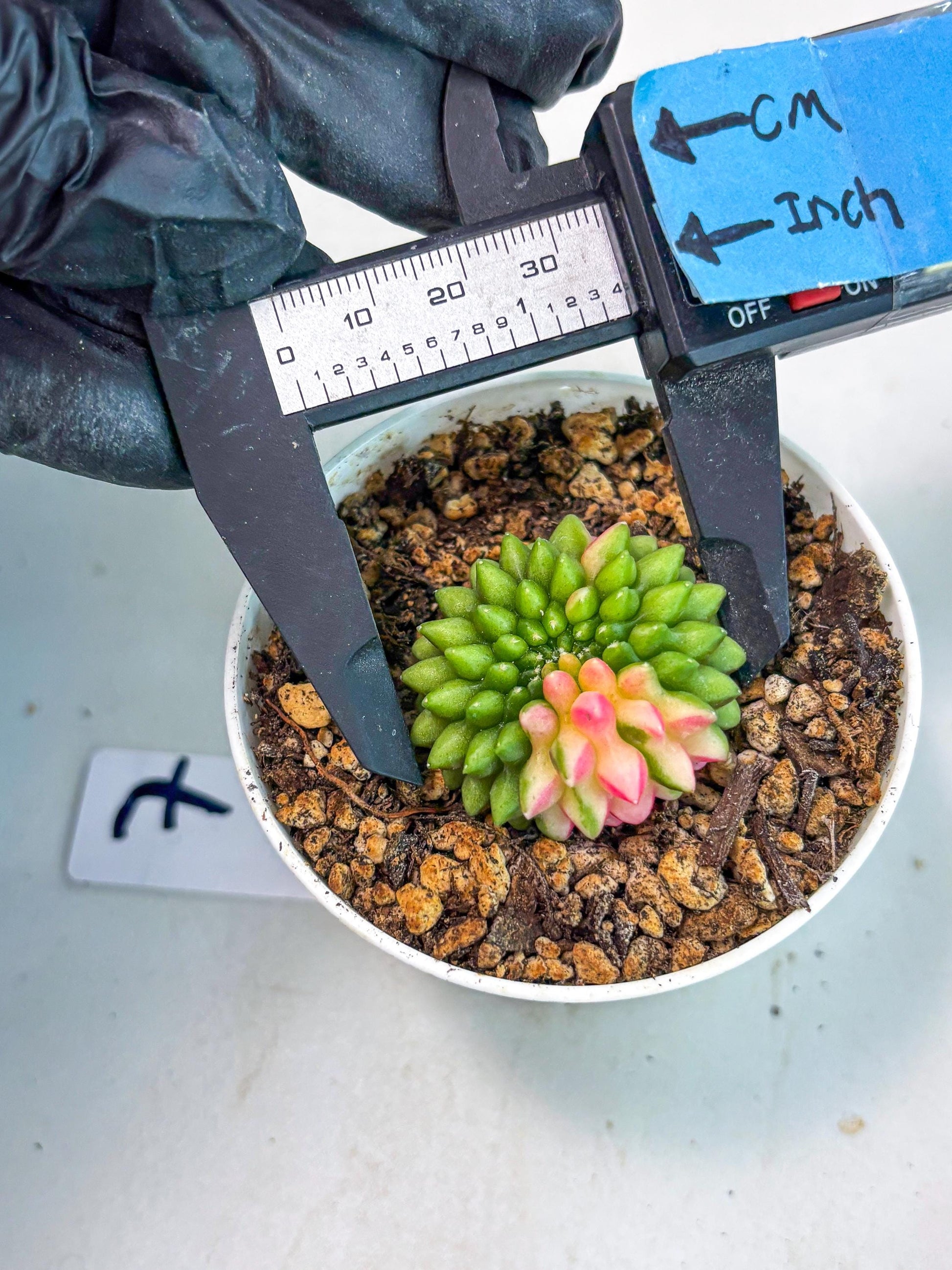 Starter Plants!! Gymnocalycium Inermis Cristata | (gy10) (r7)