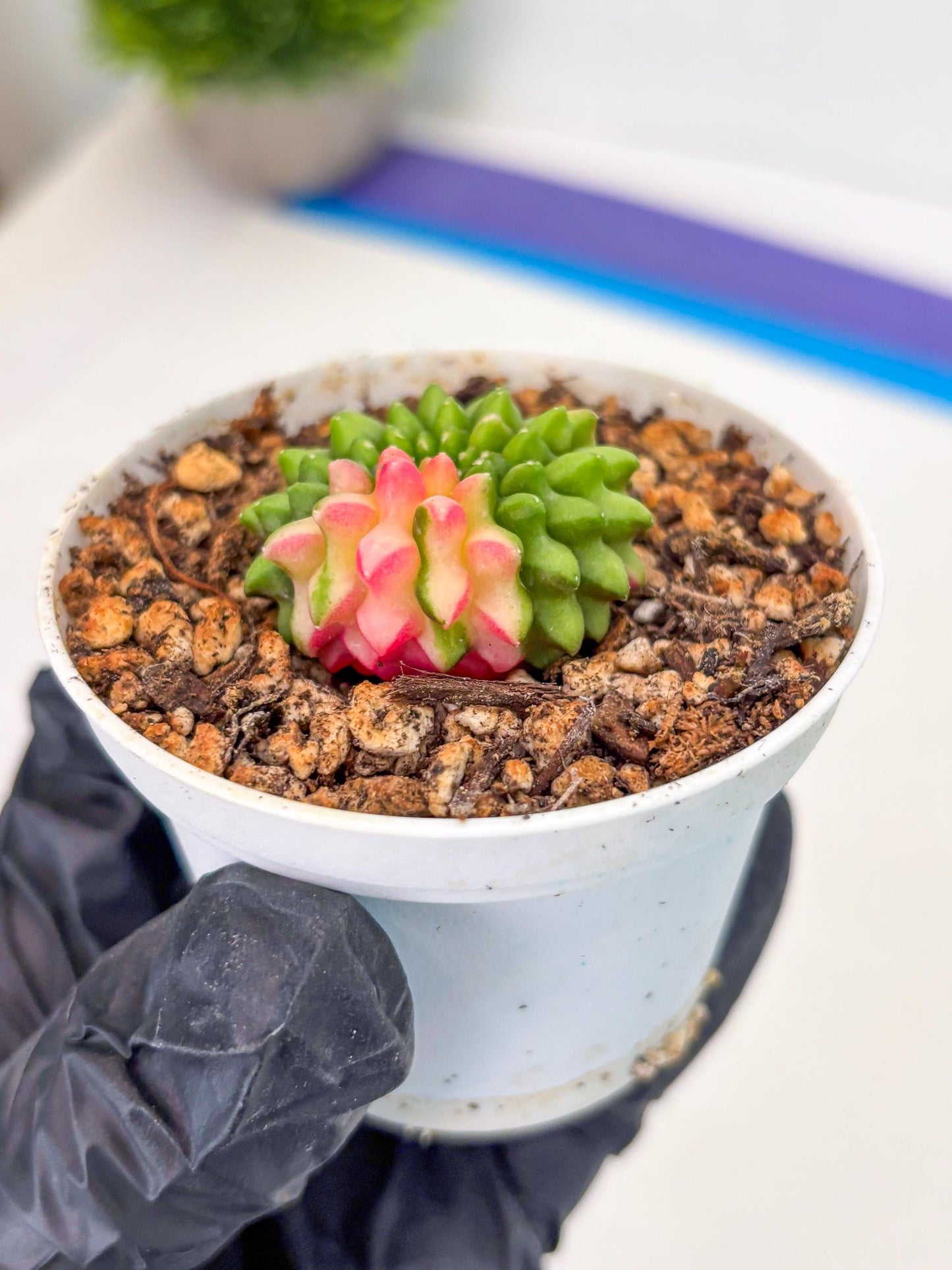 Starter Plants!! Gymnocalycium Inermis Cristata | (gy10) (r7)