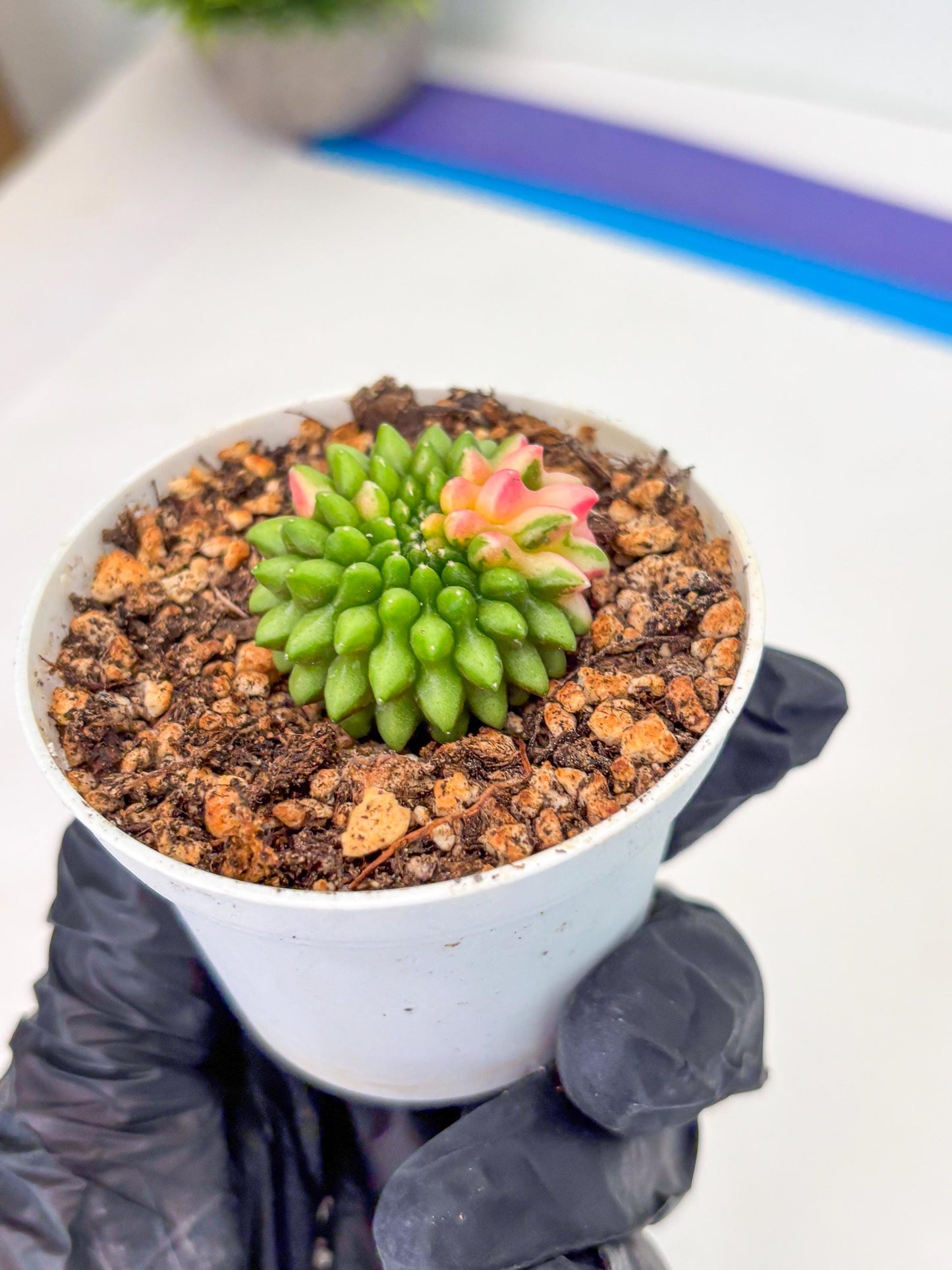 Starter Plants!! Gymnocalycium Inermis Cristata | (gy10) (r7)