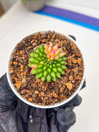 Starter Plants!! Gymnocalycium Inermis Cristata | (gy10) (r7)
