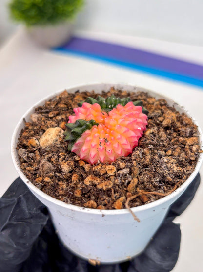 Starter Plants!! Gymnocalycium Inermis Cristata | (gy10) (g1)