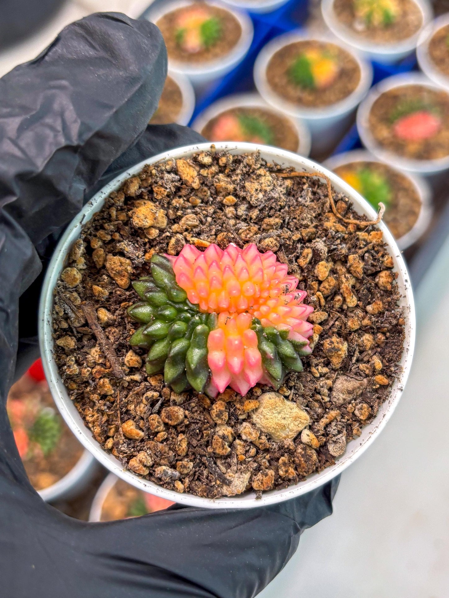 Starter Plants!! Gymnocalycium Inermis Cristata | (gy10) (g1)