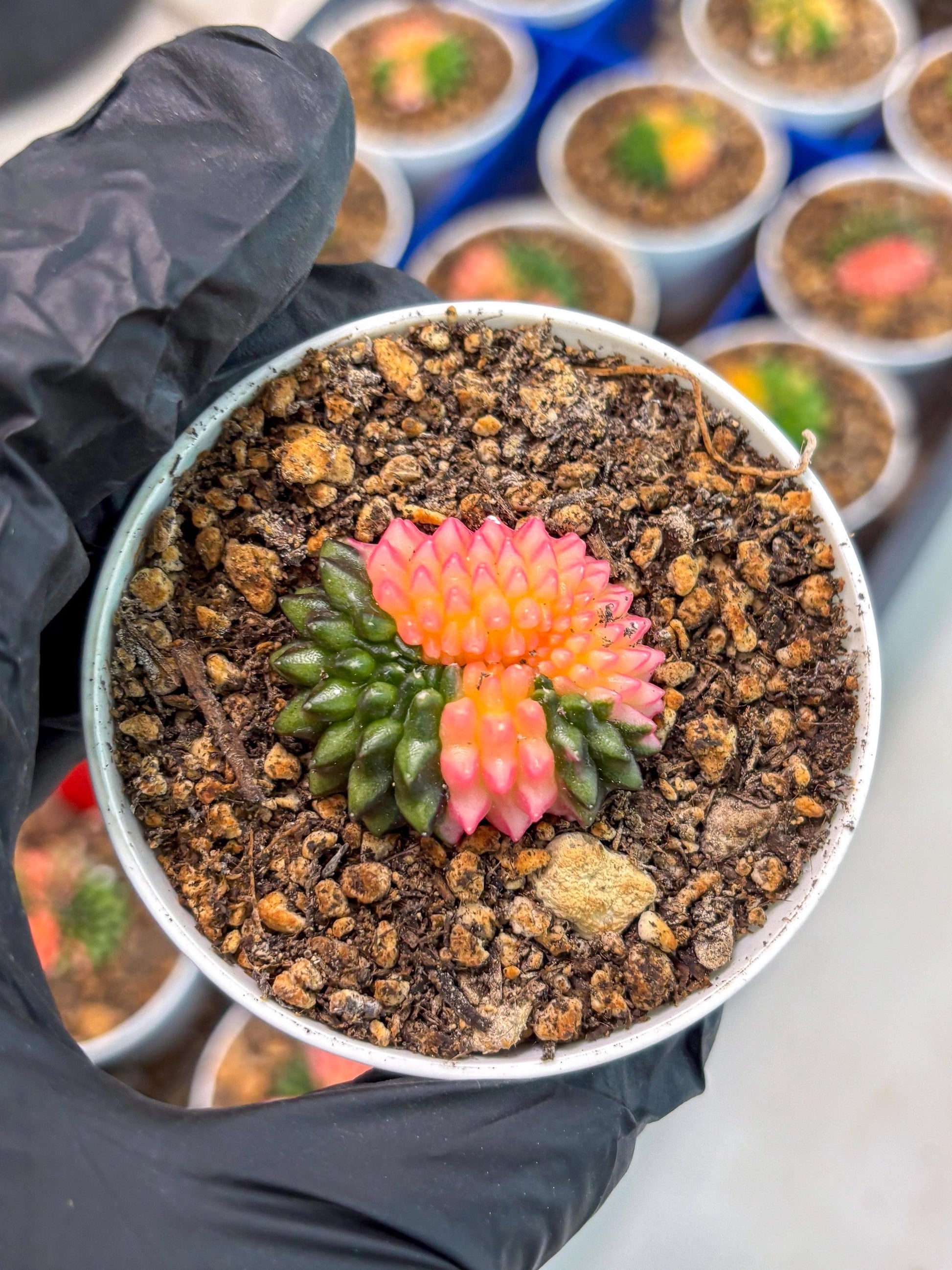 Starter Plants!! Gymnocalycium Inermis Cristata | (gy10) (g1)