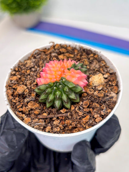 Starter Plants!! Gymnocalycium Inermis Cristata | (gy10) (g1)