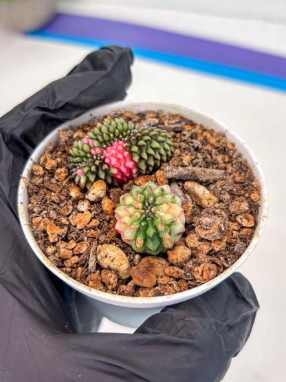 Starter Plants!! Gymnocalycium Inermis Cristata | (gy10) (g2)