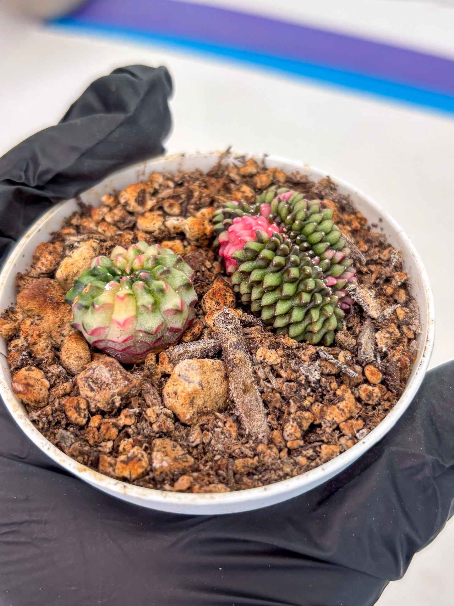 Starter Plants!! Gymnocalycium Inermis Cristata | (gy10) (g2)