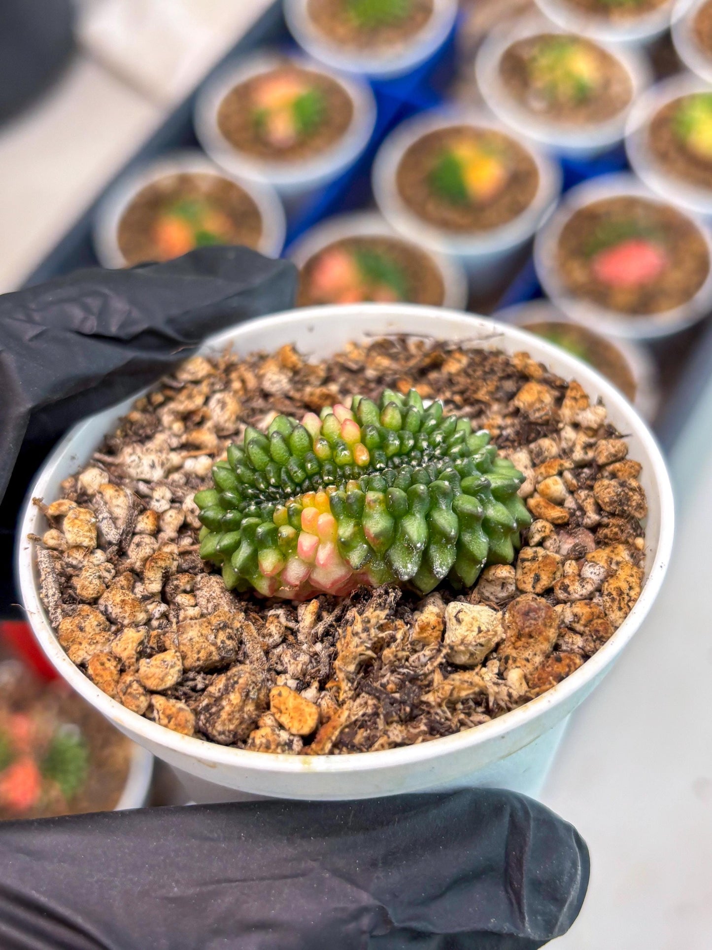 Starter Plants!! Gymnocalycium Inermis Cristata | (gy10) (g3)