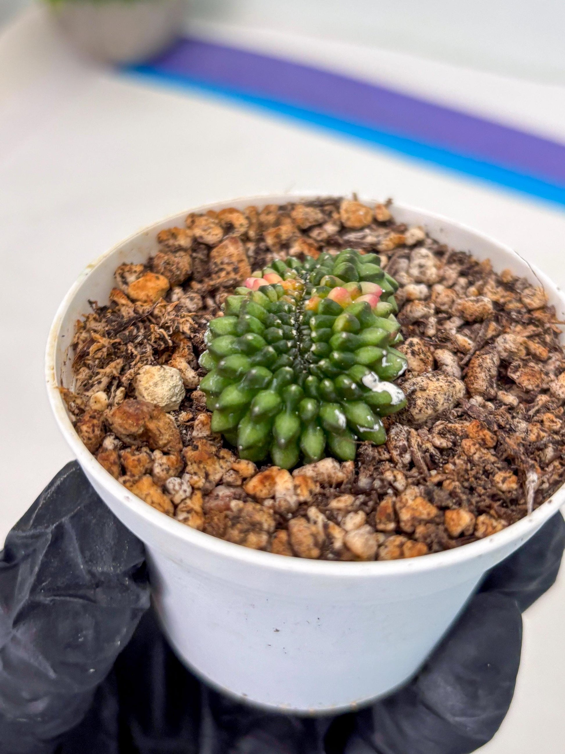 Starter Plants!! Gymnocalycium Inermis Cristata | (gy10) (g3)
