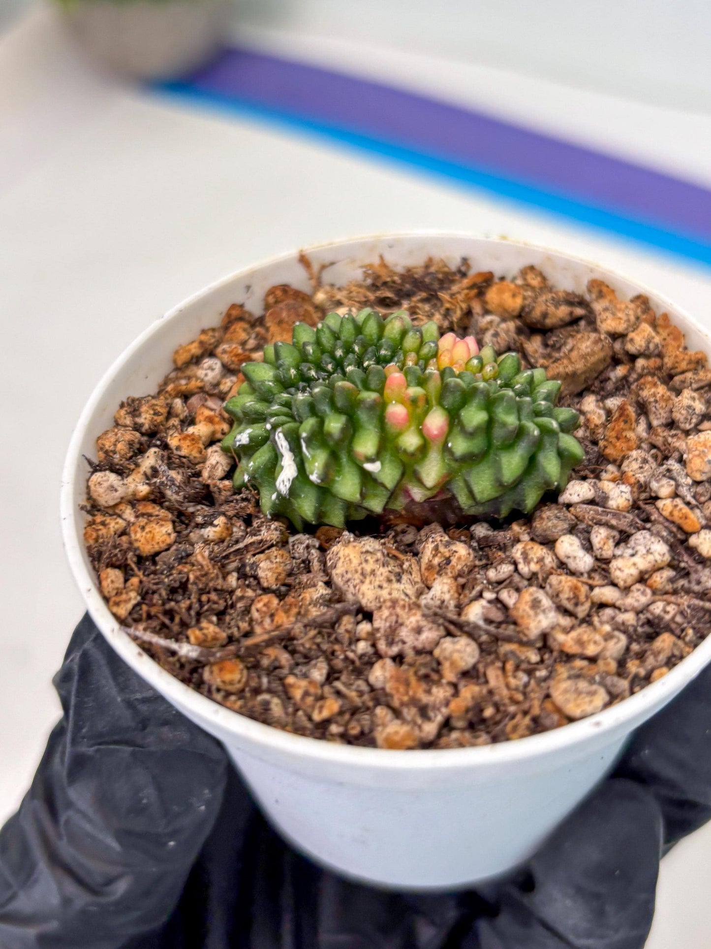 Starter Plants!! Gymnocalycium Inermis Cristata | (gy10) (g3)