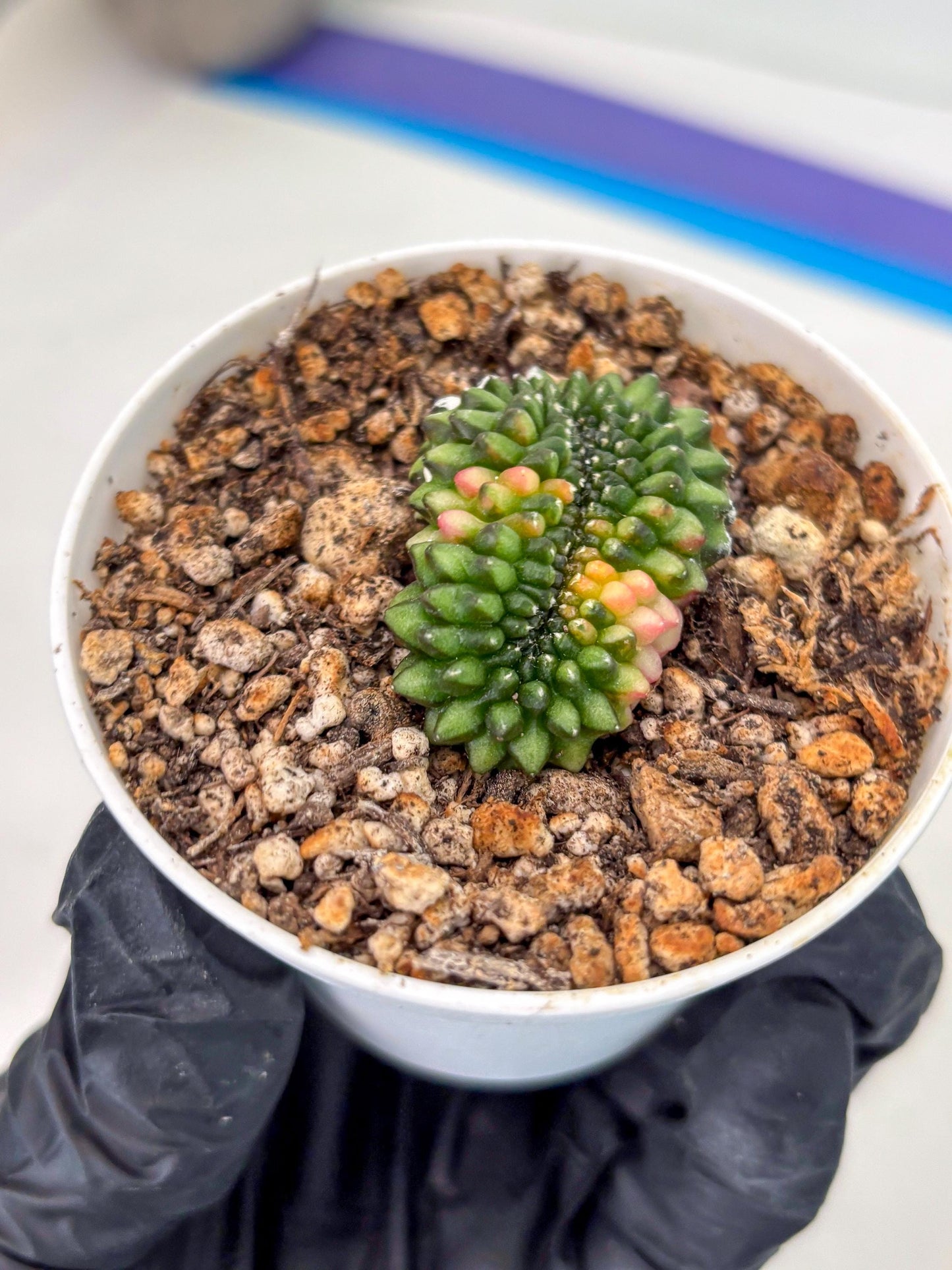 Starter Plants!! Gymnocalycium Inermis Cristata | (gy10) (g3)
