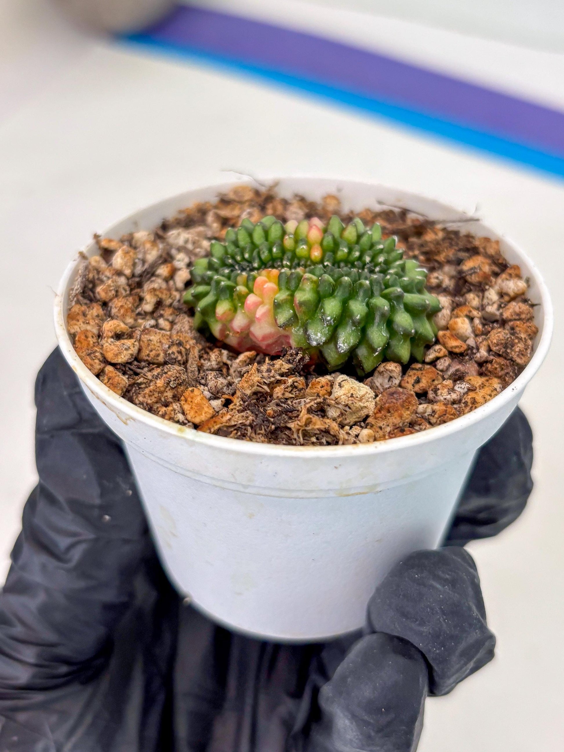 Starter Plants!! Gymnocalycium Inermis Cristata | (gy10) (g3)