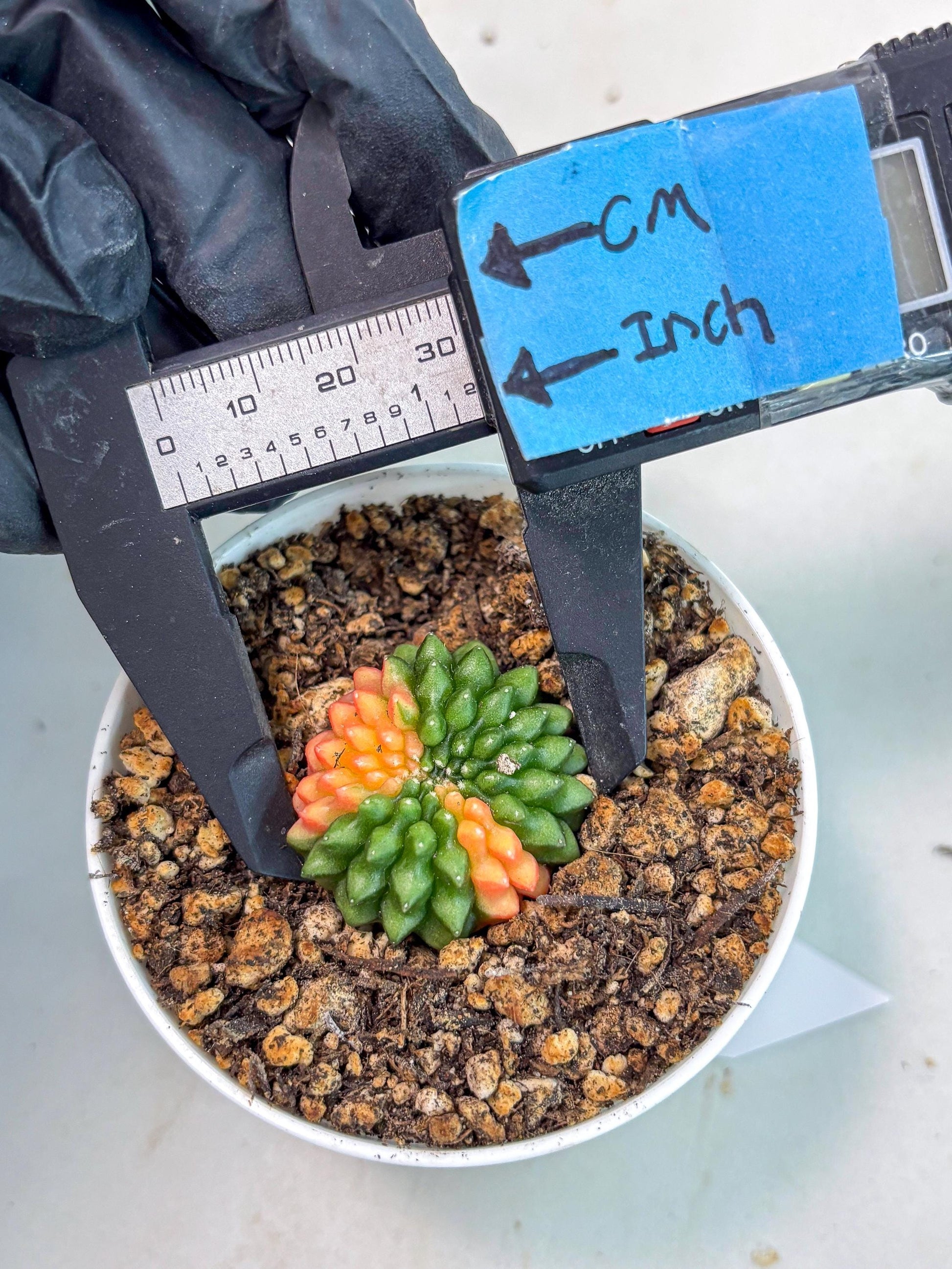 Starter Plants!! Gymnocalycium Inermis Cristata | (gy10) (g4)