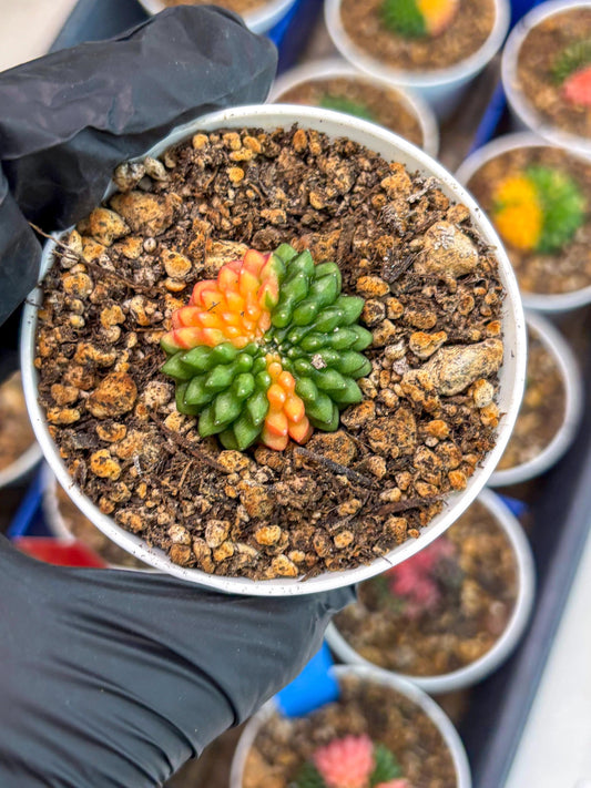 Starter Plants!! Gymnocalycium Inermis Cristata | (gy10) (g4)