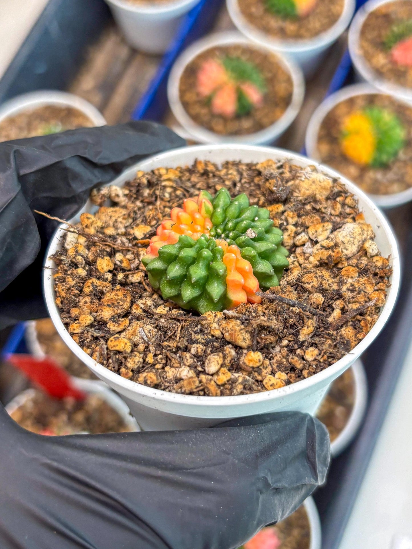 Starter Plants!! Gymnocalycium Inermis Cristata | (gy10) (g4)