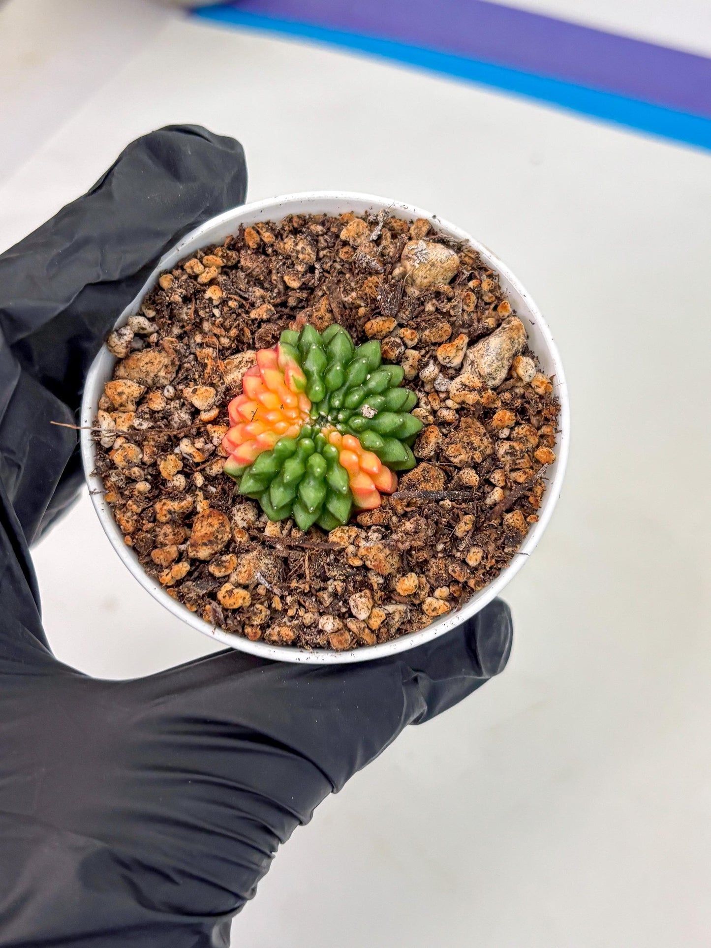 Starter Plants!! Gymnocalycium Inermis Cristata | (gy10) (g4)