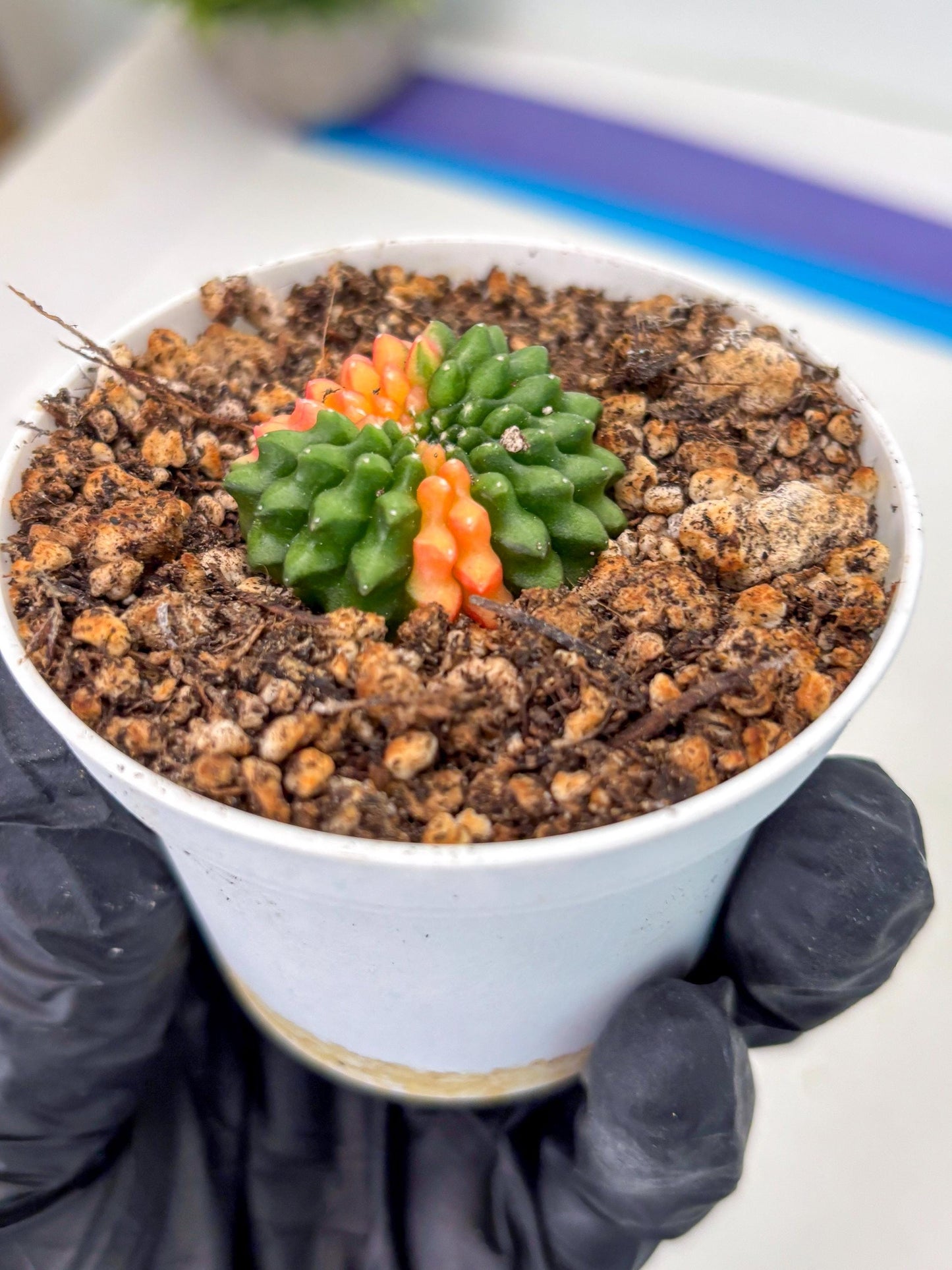 Starter Plants!! Gymnocalycium Inermis Cristata | (gy10) (g4)