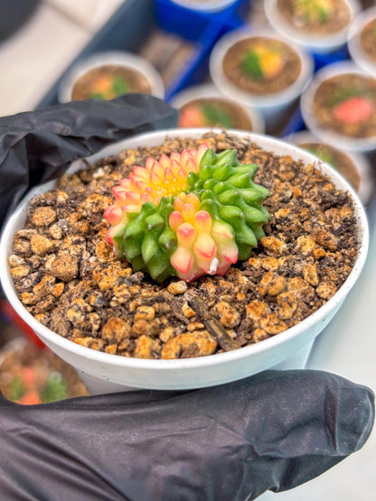 Starter Plants!! Gymnocalycium Inermis Cristata | (gy10) (g5)