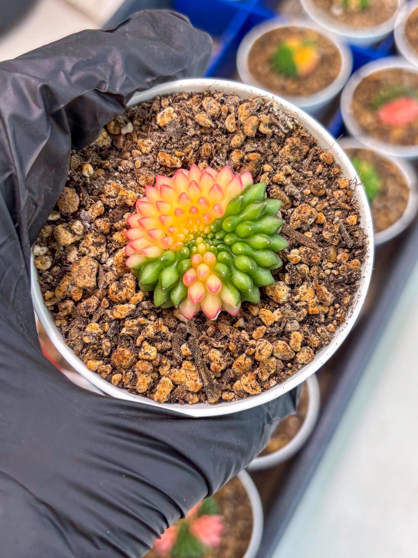 Starter Plants!! Gymnocalycium Inermis Cristata | (gy10) (g5)