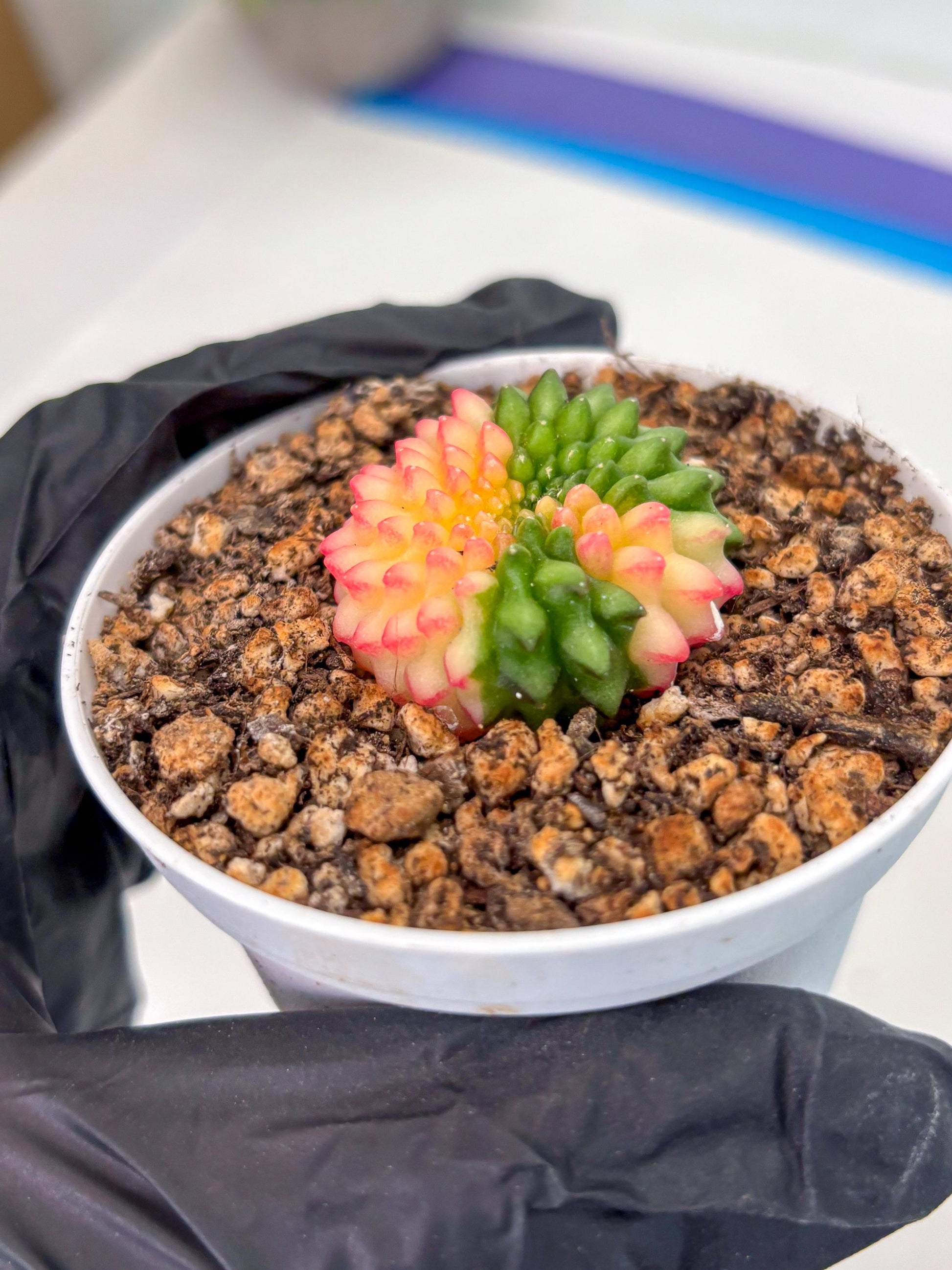Starter Plants!! Gymnocalycium Inermis Cristata | (gy10) (g5)