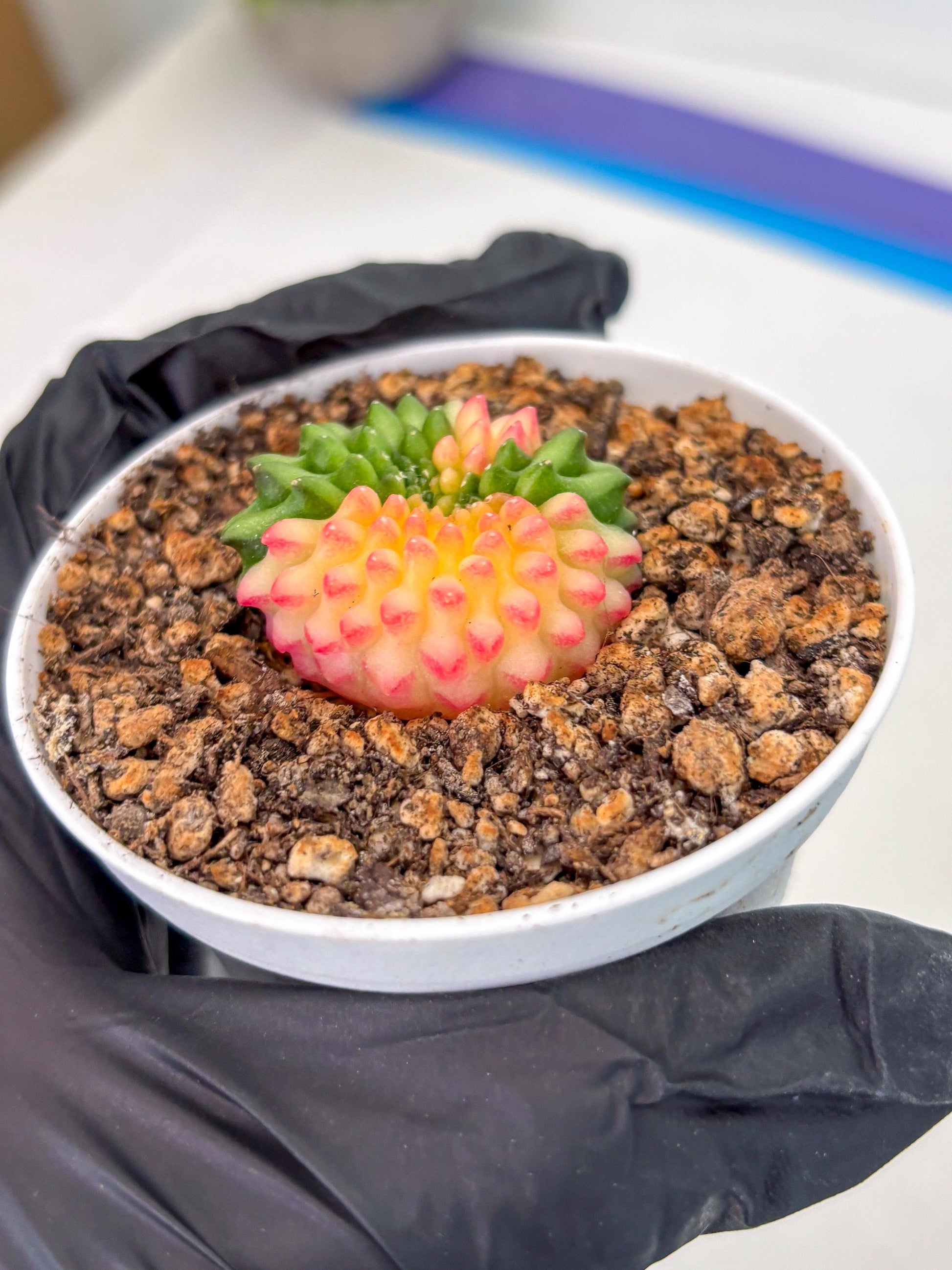Starter Plants!! Gymnocalycium Inermis Cristata | (gy10) (g5)