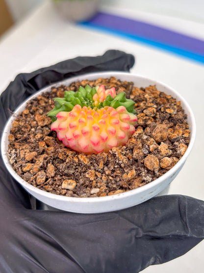 Starter Plants!! Gymnocalycium Inermis Cristata | (gy10) (g5)