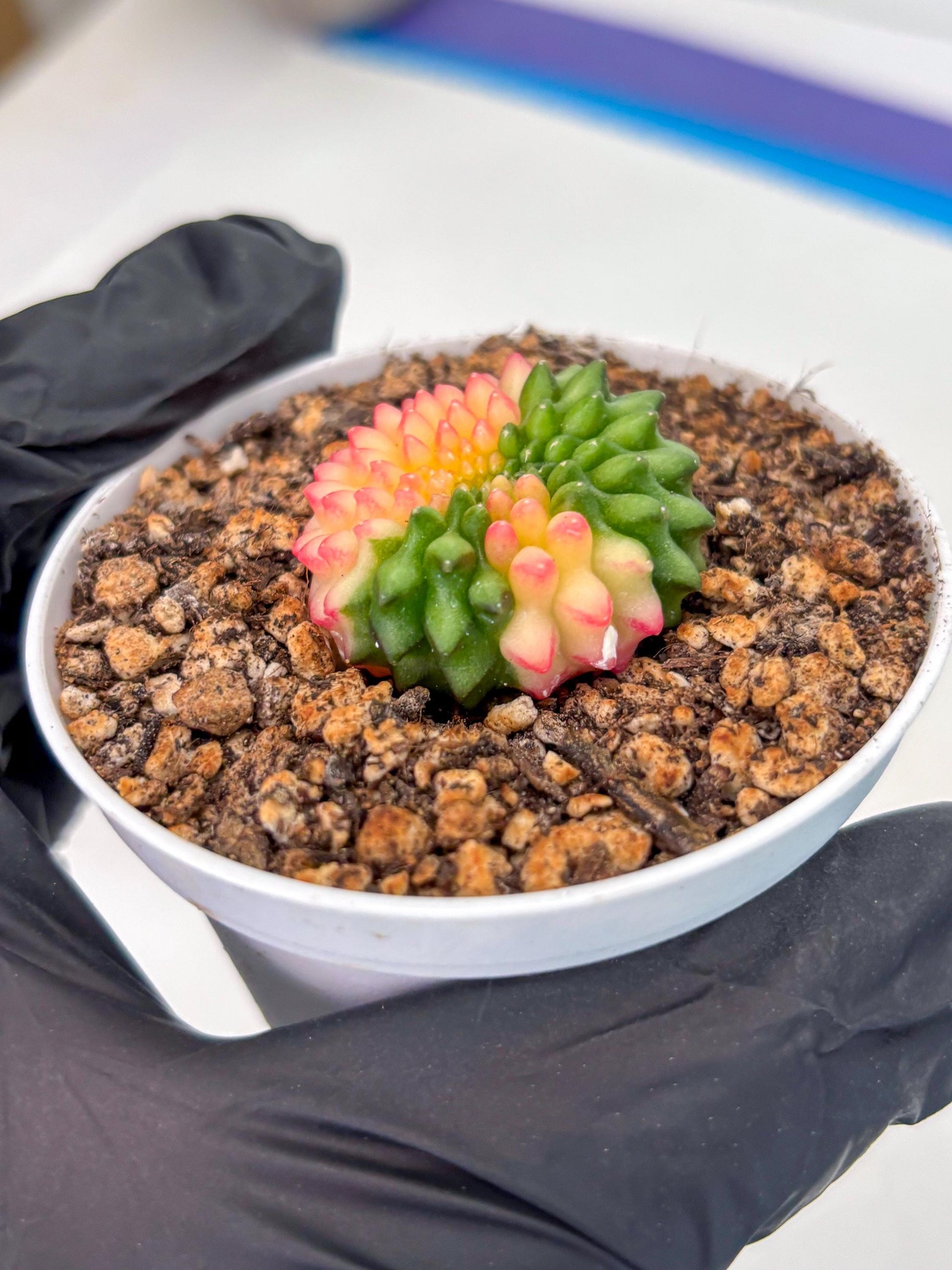 Starter Plants!! Gymnocalycium Inermis Cristata | (gy10) (g5)