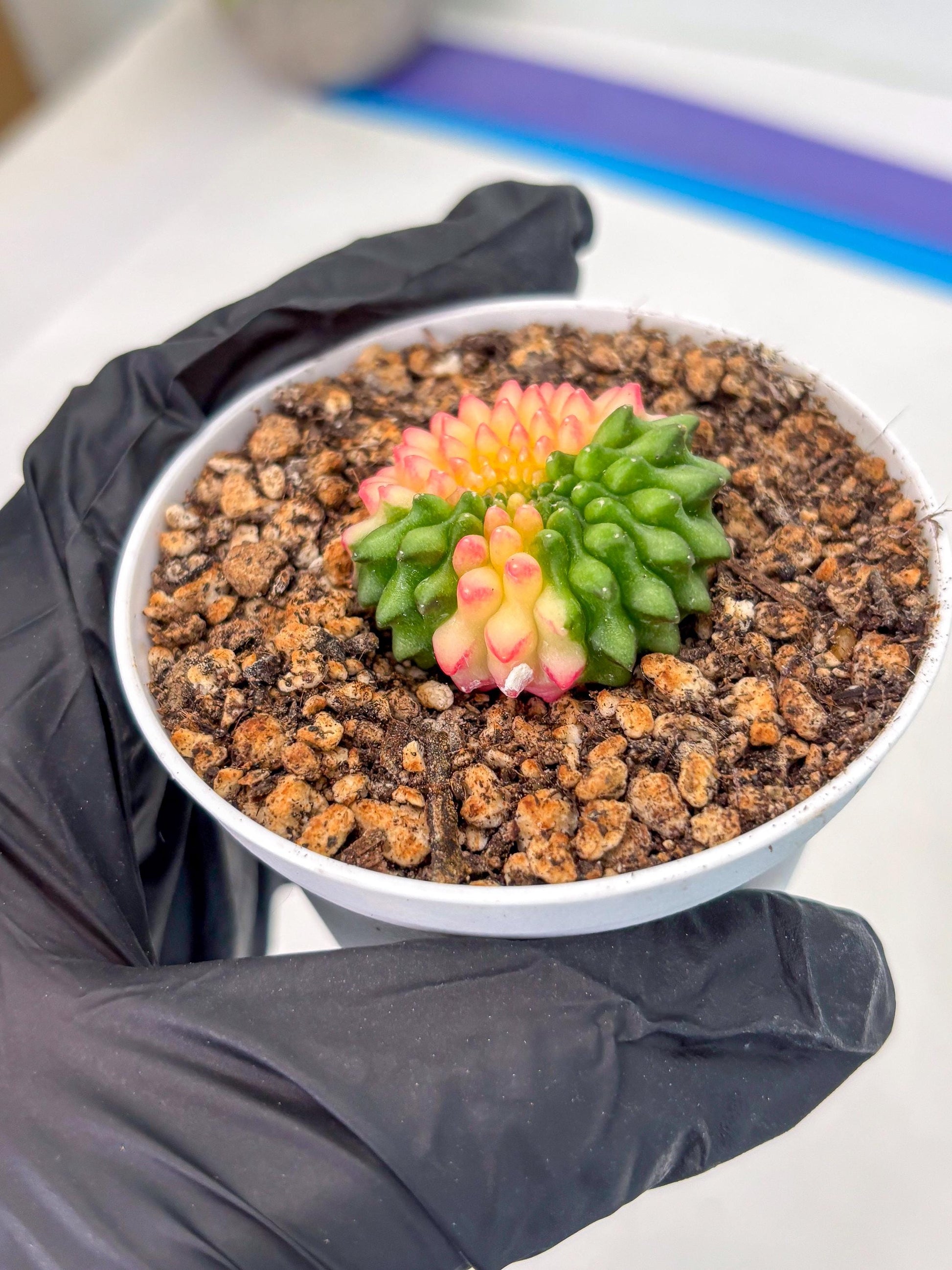 Starter Plants!! Gymnocalycium Inermis Cristata | (gy10) (g5)