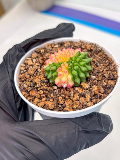 Starter Plants!! Gymnocalycium Inermis Cristata | (gy10) (g5)