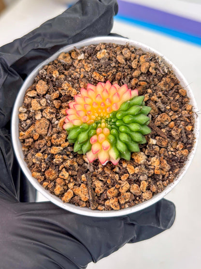 Starter Plants!! Gymnocalycium Inermis Cristata | (gy10) (g5)