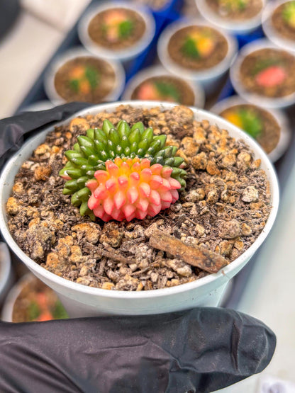 Starter Plants!! Gymnocalycium Inermis Cristata | (gy10) (g6)