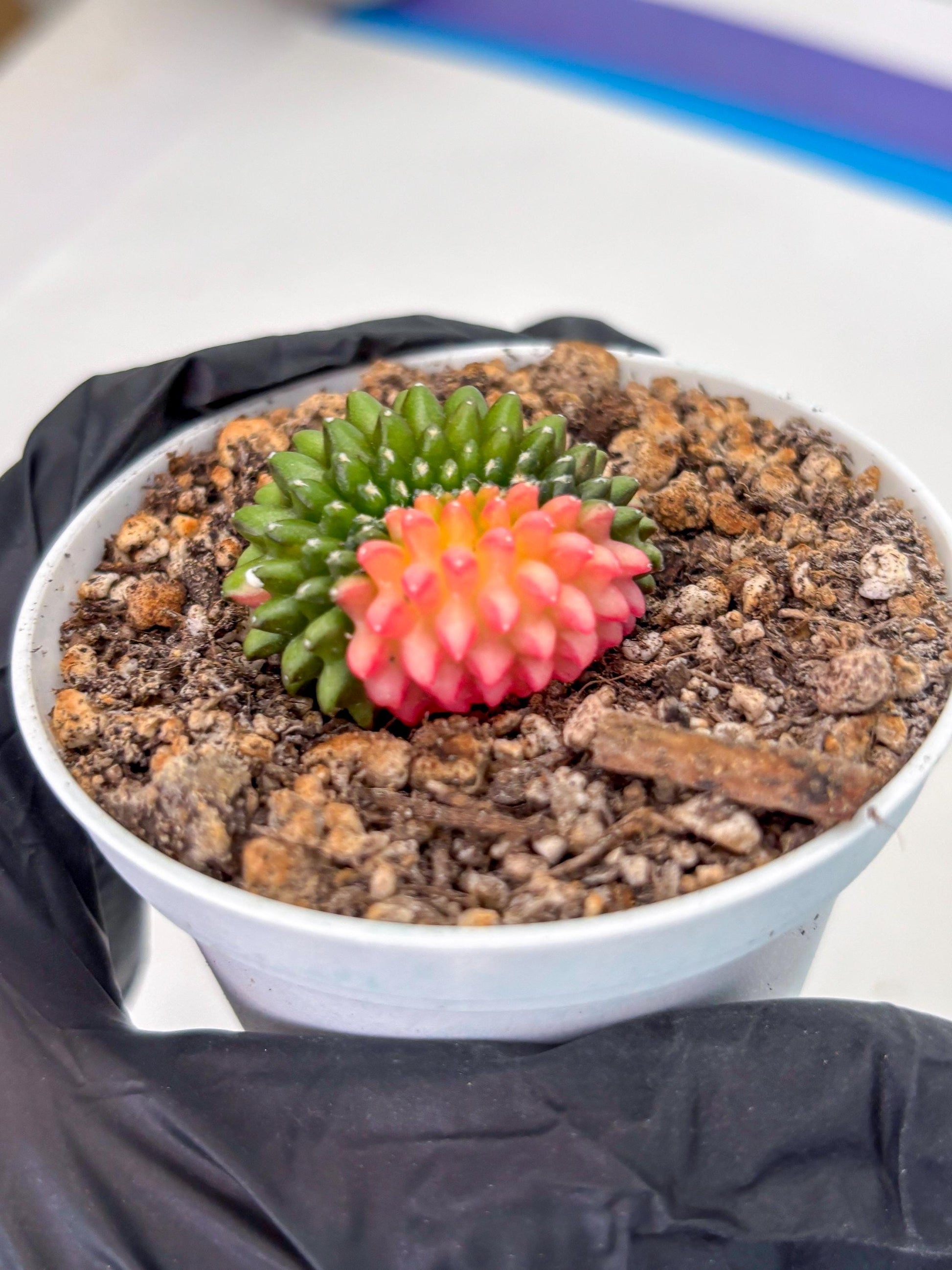 Starter Plants!! Gymnocalycium Inermis Cristata | (gy10) (g6)