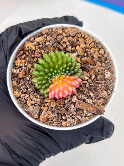 Starter Plants!! Gymnocalycium Inermis Cristata | (gy10) (g6)