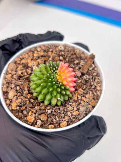 Starter Plants!! Gymnocalycium Inermis Cristata | (gy10) (g6)
