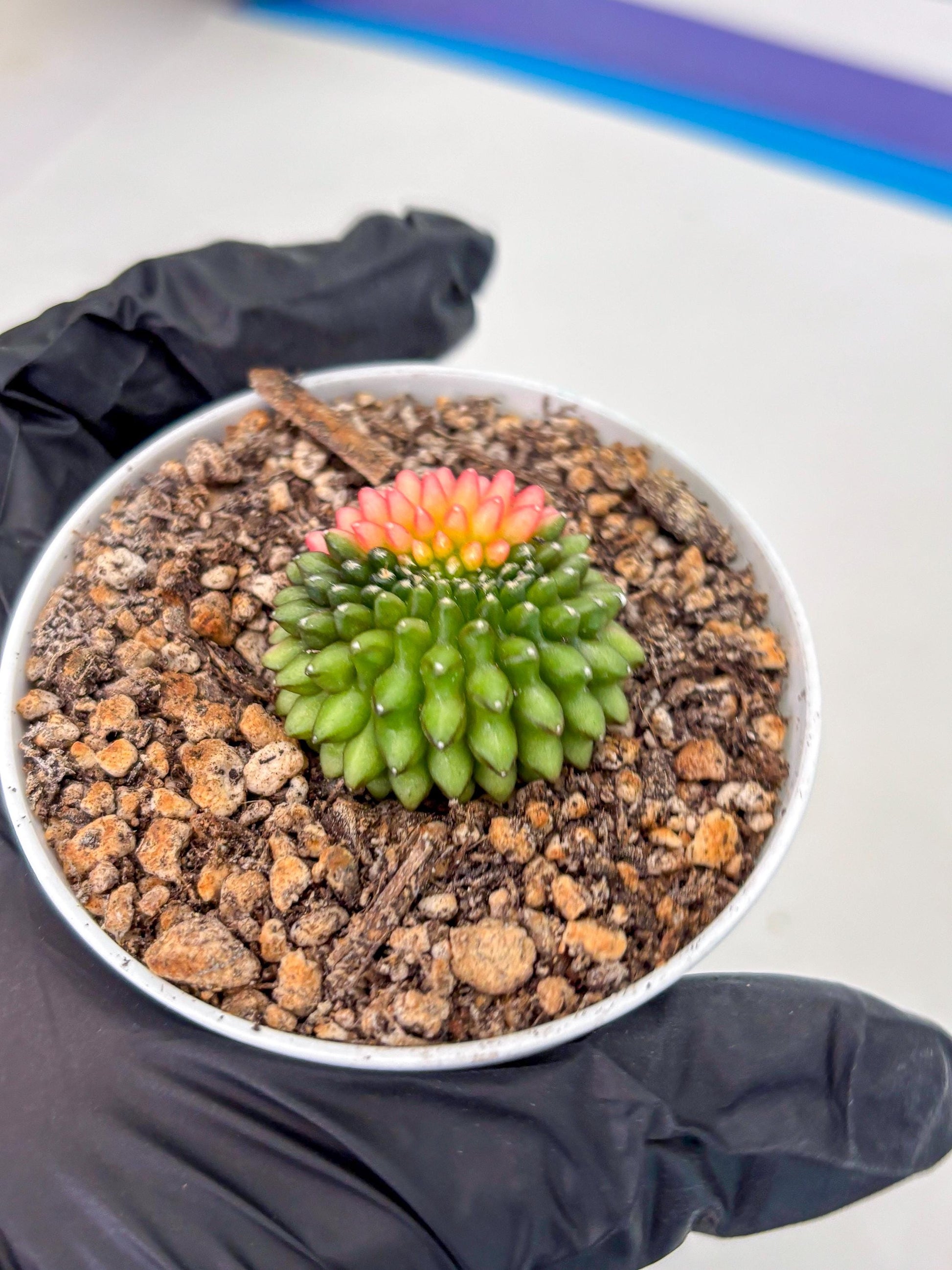 Starter Plants!! Gymnocalycium Inermis Cristata | (gy10) (g6)