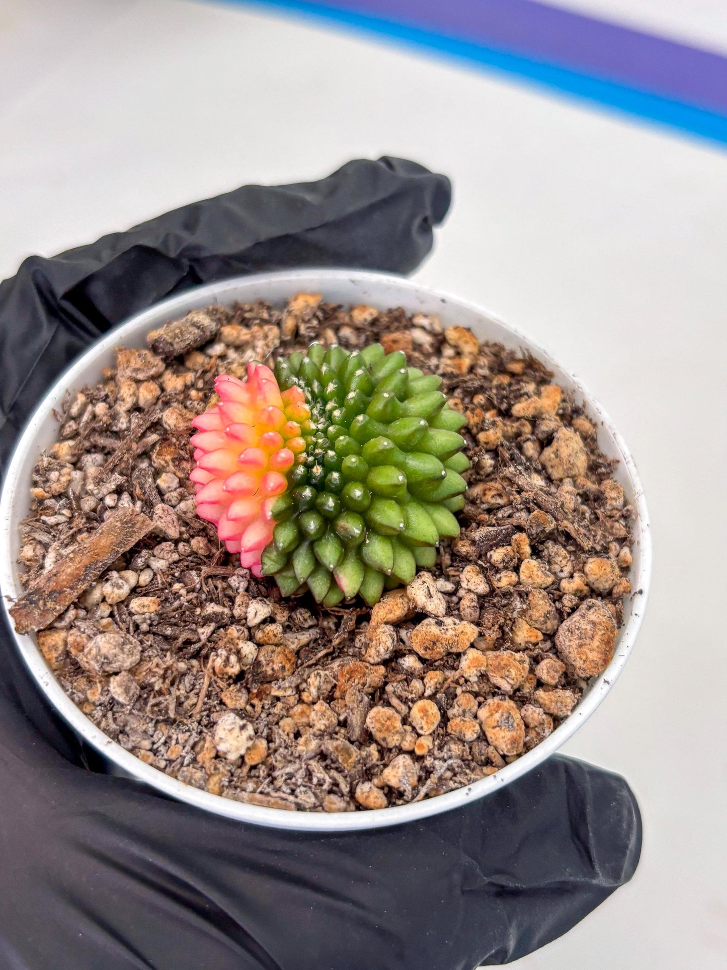 Starter Plants!! Gymnocalycium Inermis Cristata | (gy10) (g6)
