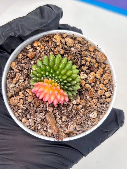 Starter Plants!! Gymnocalycium Inermis Cristata | (gy10) (g6)