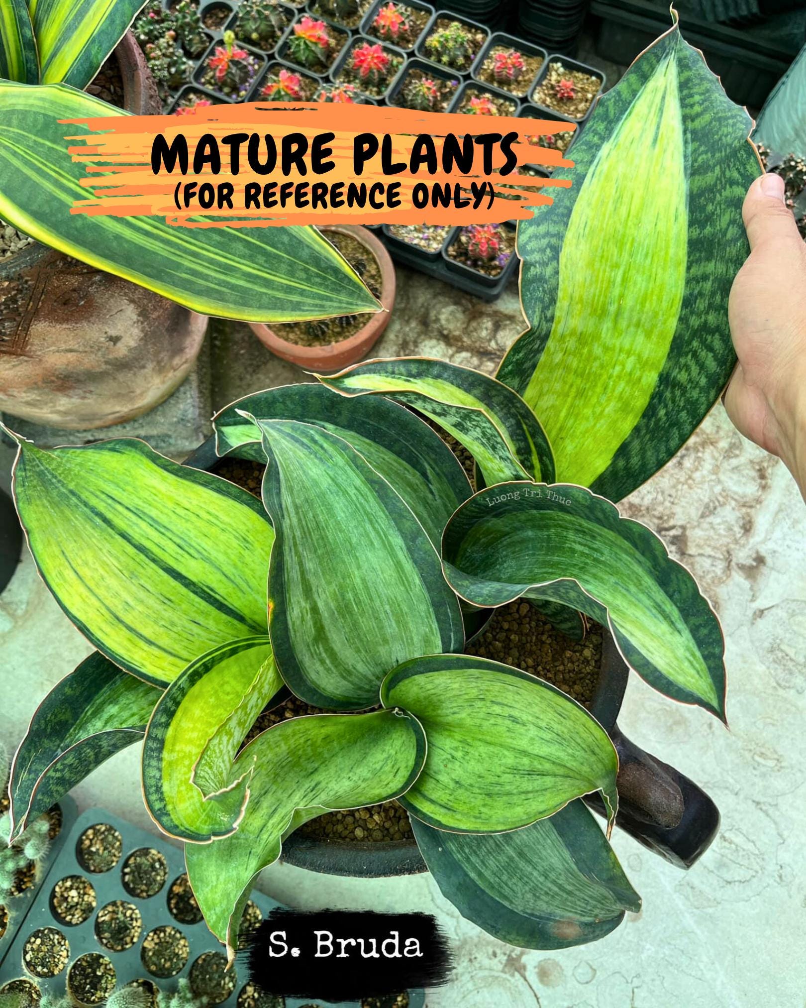 Sansevieria Masoniana Bruda (3) | Masoniana Var x Eliptica Var