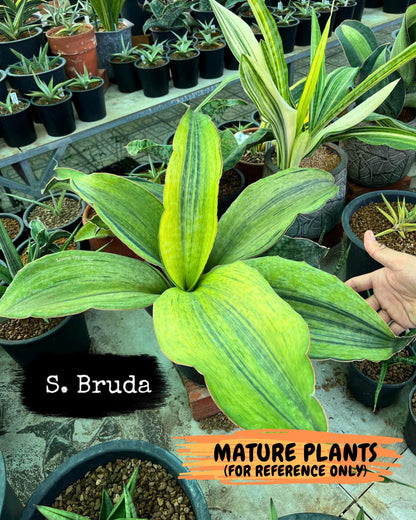 Sansevieria Masoniana Bruda (bb) (5) | Masoniana Var x Eliptica Var