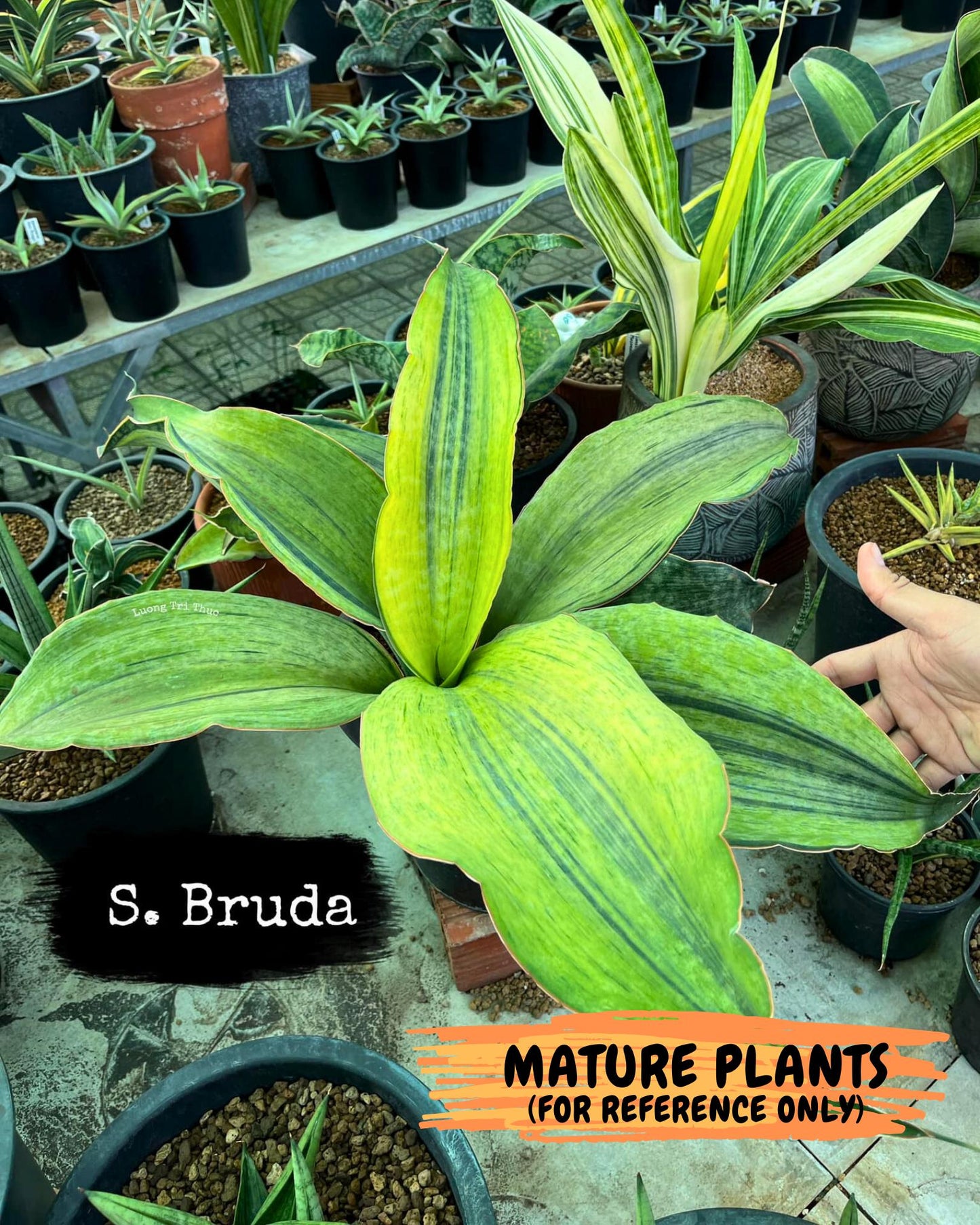 Sansevieria Masoniana Bruda (rr) (2) | Masoniana Var x Eliptica Var