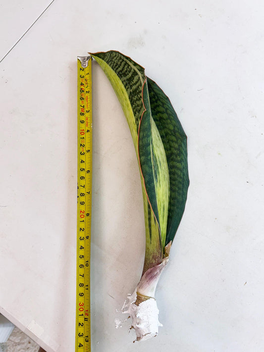 Sansevieria Masoniana Bruda (2) | Masoniana Var x Eliptica Var