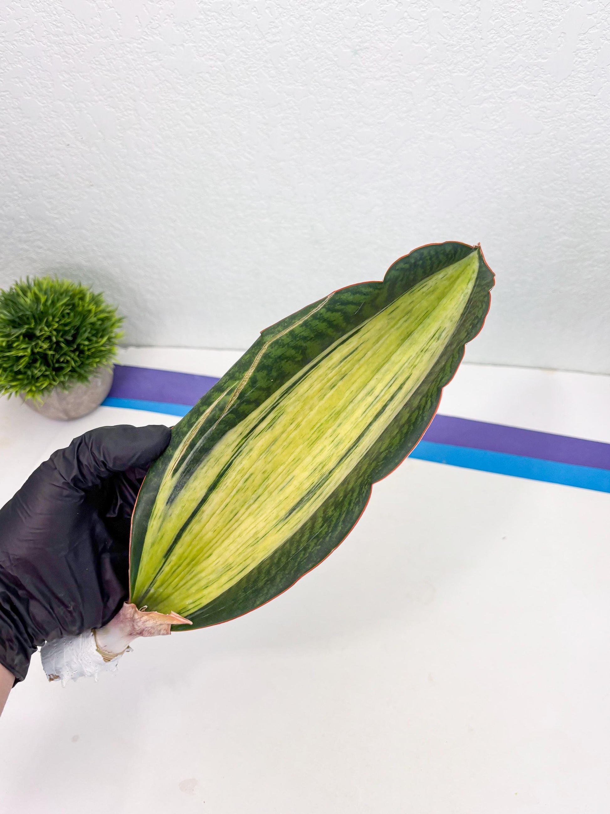 Sansevieria Masoniana Bruda (2) | Masoniana Var x Eliptica Var